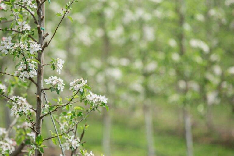 Spring bloom, industrial cultivation of fruit trees, startup and modern farm