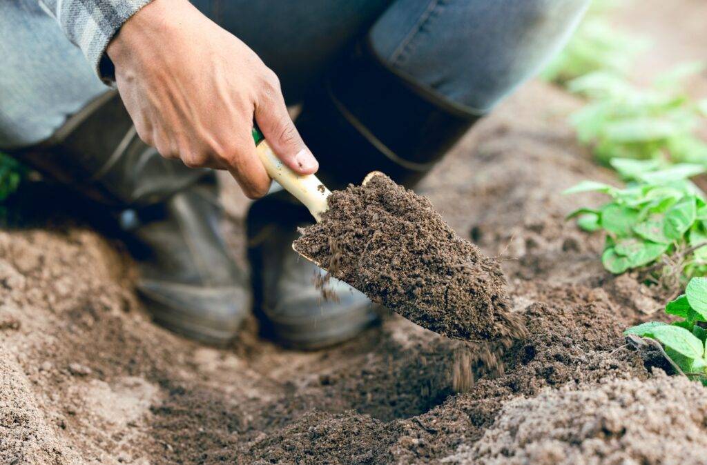 Sustainable, farm and man farming with soil to plant vegetables, produce or plants on a field. Agri